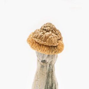 Penis Envy Mushrooms