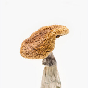 the golden mushroom menu